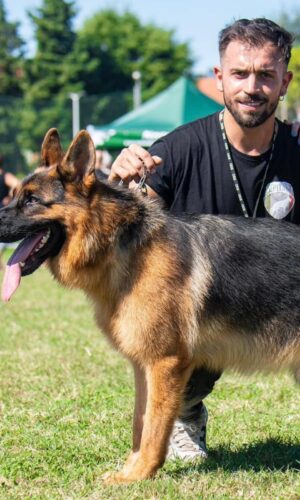 team allevamento cuccioli di pastore tedesco enci/fci